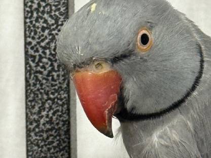 Bild 2:Halsbandsittiche