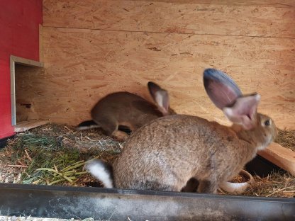 Zuchtkaninchen/Riesenkaninchen/Grauer Riese