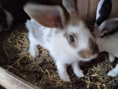 Bild 3:Riesen Schecken Häsin