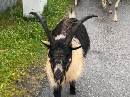 HB Passeier Bock