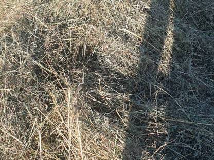 Bild 3:Pferdeheu, Heuballen, Heu, Futter, Pferdeheu