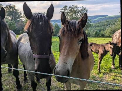 Haflinger-Noriker-Mix Stute 1-jährig