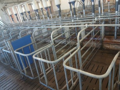 Aufstallung für Zuchtschweine