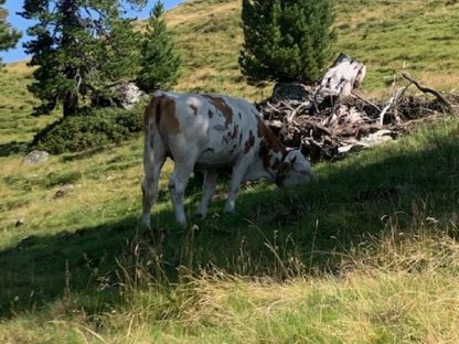 Bild 4:3 Kalbinnen zu verkaufen