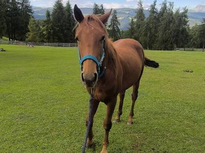 Bild 4:Quarter Horse Wallach