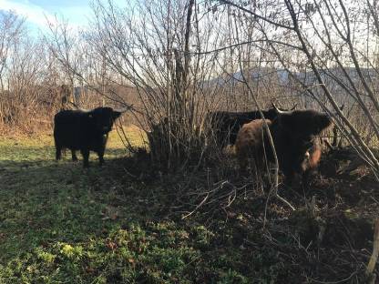 Bild 7:Landwirtschaft zum Pachten oder auf Leibrente gesucht, BIO