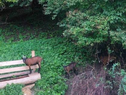 Bild 3:Pinzgauer Ziegen