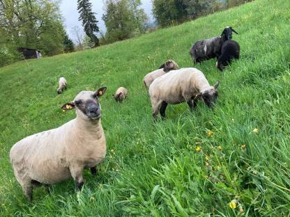 Bild 4:Shropshire-Widder