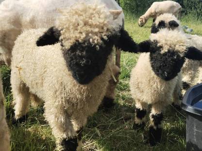 Bild 3:Walliser Schwarznasen Lämmer