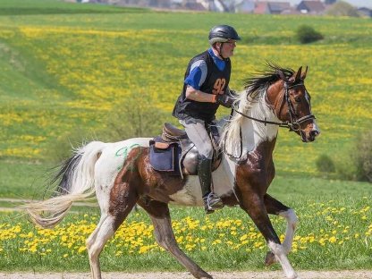 Bild 5:Arabisches Fuchsscheck Hengstfohlen