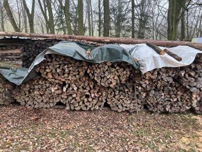 Brennholz Esche