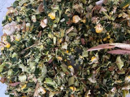 Bild 3:Silomais in Rundballen