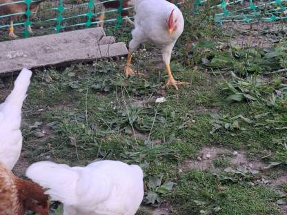 Bild 4:Junge Hähne zu verkaufen, geschlüpft Anfang April