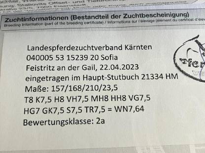 Bild 4:5-jährige Noriker Stute