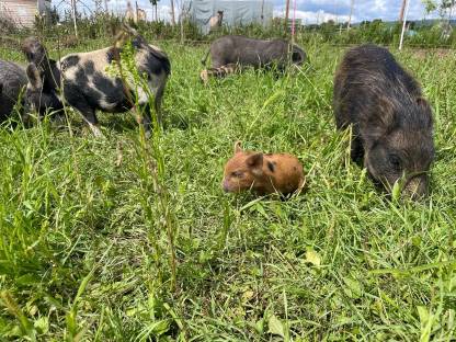 Bild 2:Bio Mini Kune Kune Ferkel