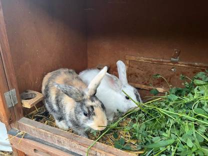 Bild 2:Kaninchen männlich