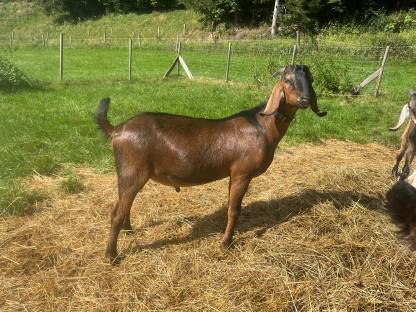 Anglo Nubier Ziegen Bockkitze, Herdbuch