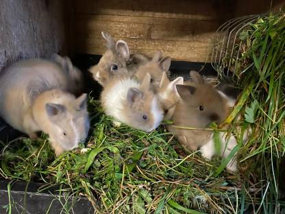 Liebe Löwenkopfteddys und Zwergwidder