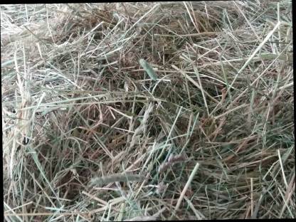 Bild 3:Heu Rundballen