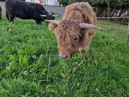Bild 3:Schottische Hochlandrinder
