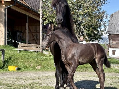 Bild 9:Friesen Hengstfohlen