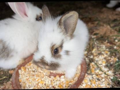 Bild 6:Löwenkopf Zwergkaninchen in allen Farben