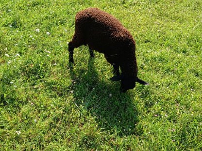 Bild 2:1x Jura-Widder abzugeben