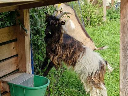 Walliser Schwarzhals x Zwergziegenbock