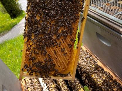 Bild 2:Carnica-Bio-Reinzuchtbienen