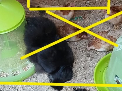 Serama zu verkaufen