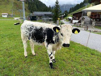 Bild 2:Pustertaler Sprinzen BIO Kalbinnen