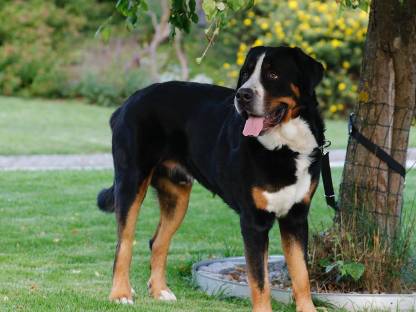 Bild 6:Großer Schweizer Sennenhund Rüde