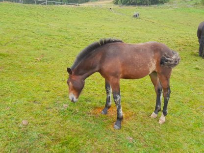 Bild 3:Noriker Stutfohlen