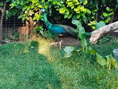 Bild 7:Pfauenhahn Ährenträger