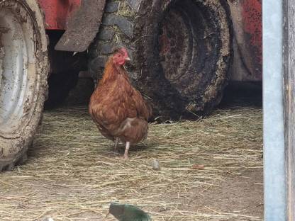 Bild 4:Junge Altsteirer Mischlingshühner