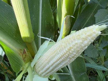 Bild 2:Bio Maisballen 2025