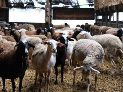 Bild 2:Kaufe Lämmer und Schafe (ganzjährig)