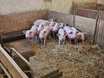 Bild 2:Ferkel zu verkaufen