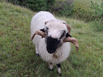 Walliser Schwarznasen Widder