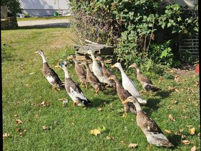 Bild 2:Verkaufe Laufenten