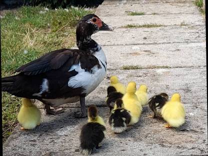 Moschusenten Küken