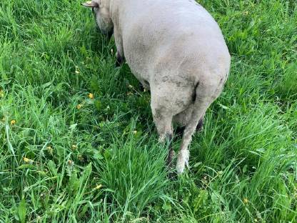 Bild 5:Shropshire-Widder