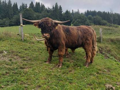 Mini Hochlandstier
