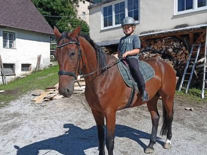 Bild 2:Traberwallach 6 Jahre