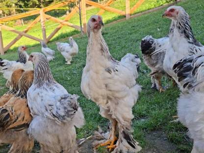 Bild 2:Brahma Hähne