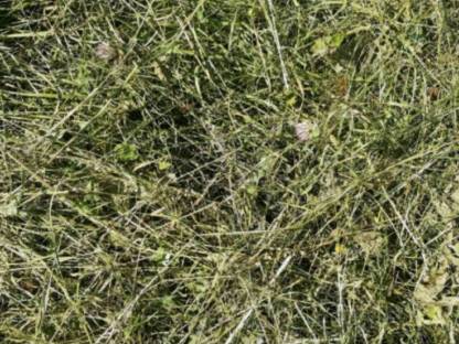 Bild 2:Heu aus biologischer Landwirtschaft