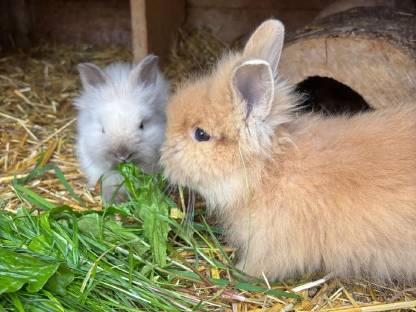 Bild 3:2 Kaninchen, Teddyzwerg