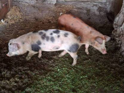 Ferkel