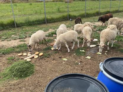 Bild 3:Soay Schafe männlich weiß 2 Stk.