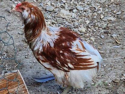 Araucana Hähne